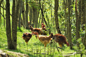 poulet_bio-prairie_nature_de_france