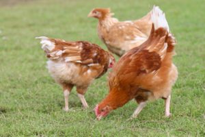 3 poules bio en plein air