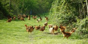 Poulets bio en plein air Nature de France