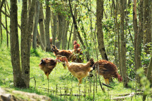 poulets_prairies_foret_nature_de_france