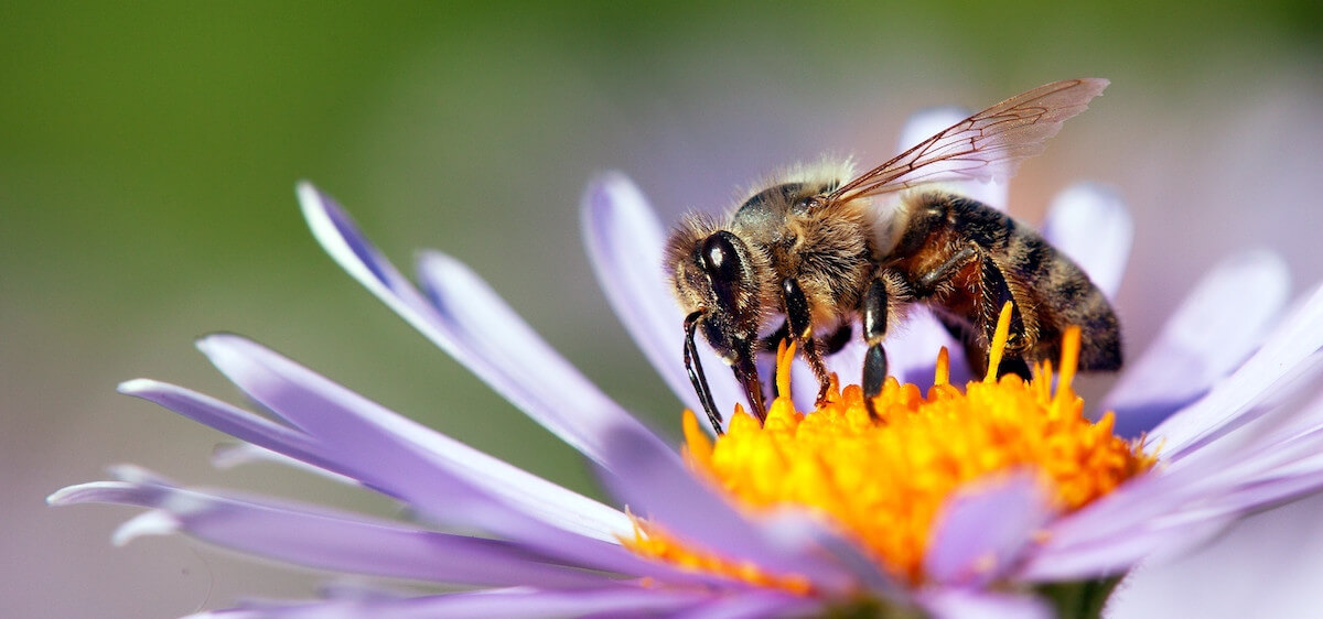 abeille qui butine 