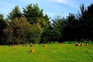 Elevage en plein air, poules en plein air