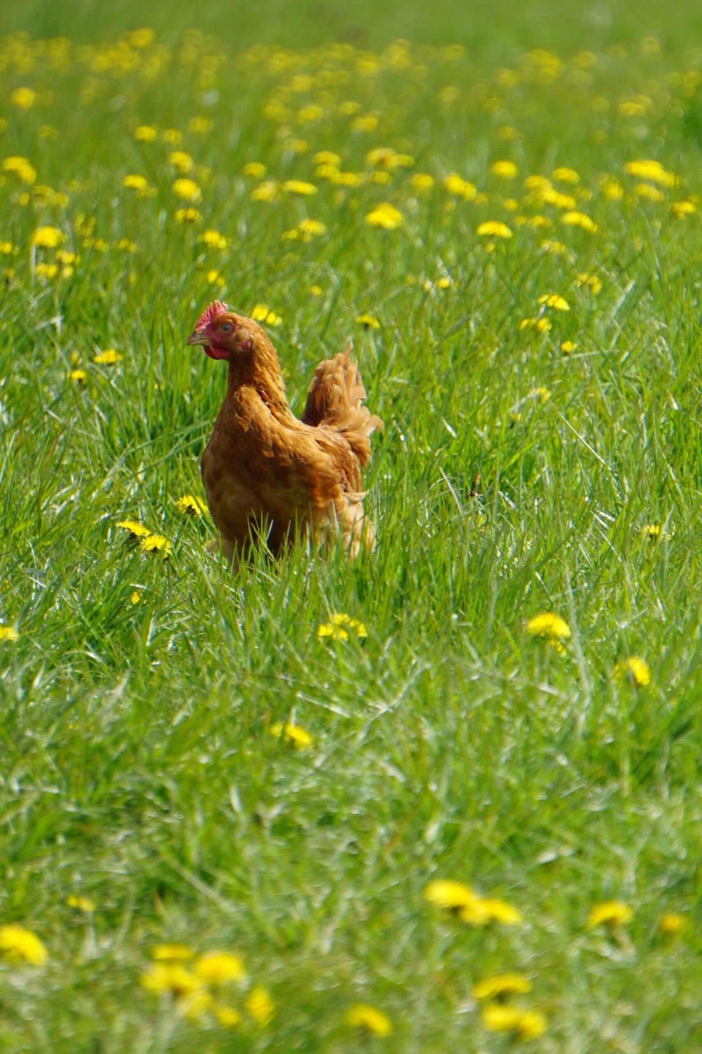 Poulet élevé en plein air Nature de France