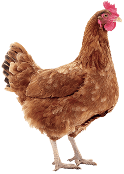 Poule rousse Nature de France